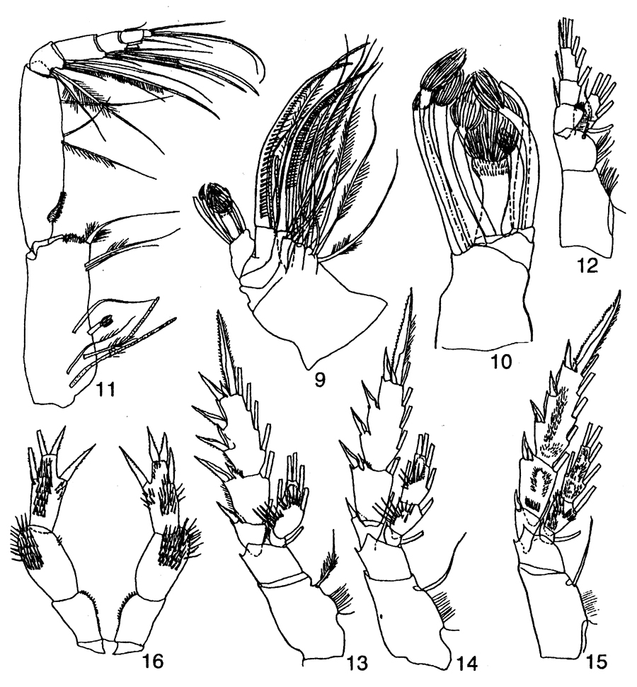 Espèce Xanthocalanus quasiprofundus - Planche 2 de figures morphologiques