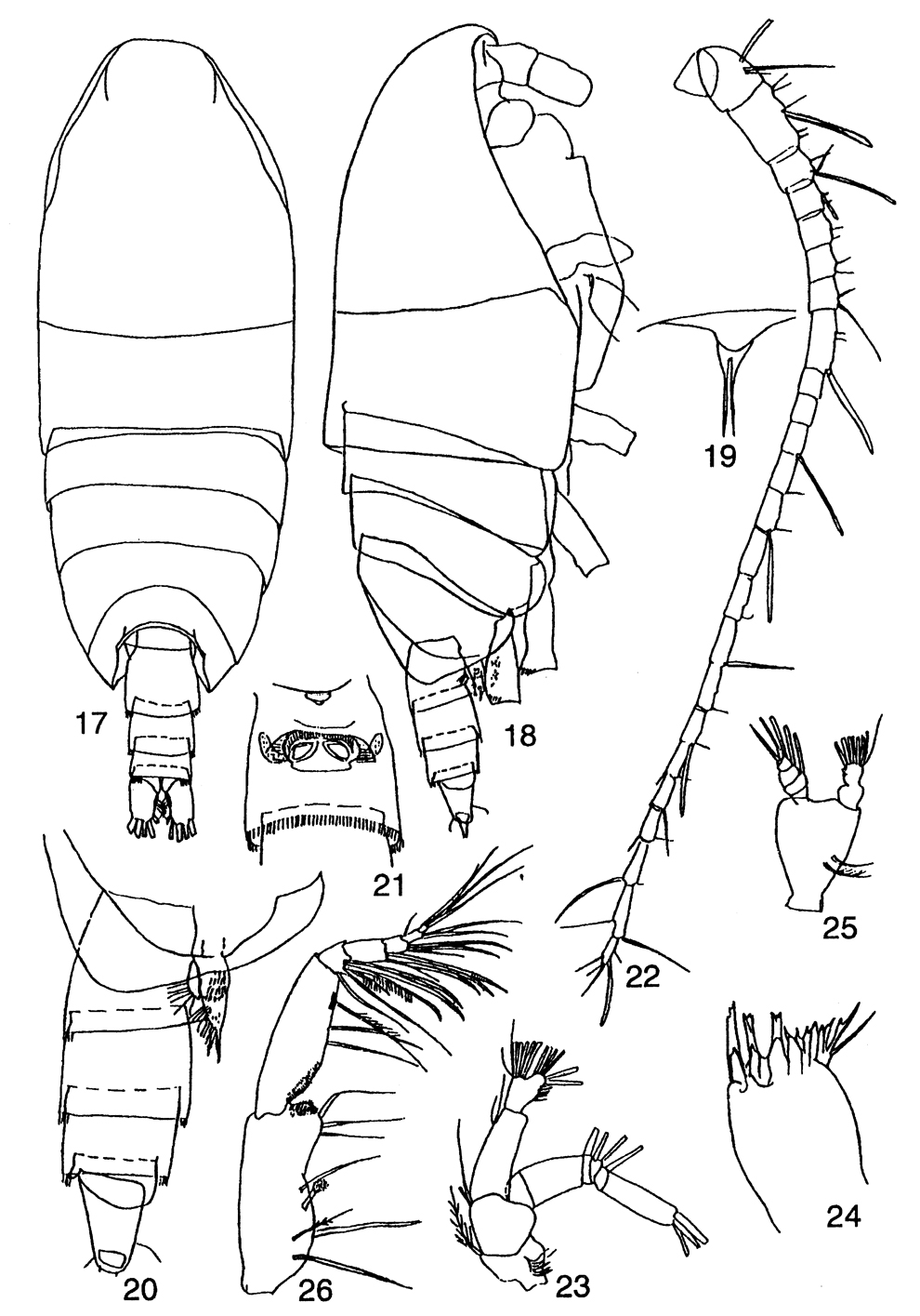 Species Xanthocalanus obtusus - Plate 3 of morphological figures