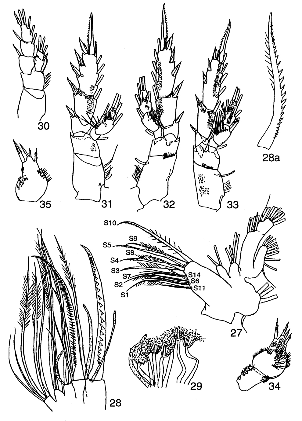 Species Xanthocalanus obtusus - Plate 4 of morphological figures