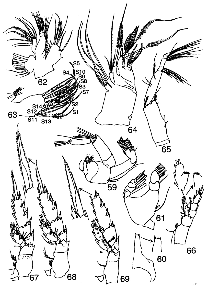 Species Xanthocalanus kurilensis - Plate 5 of morphological figures