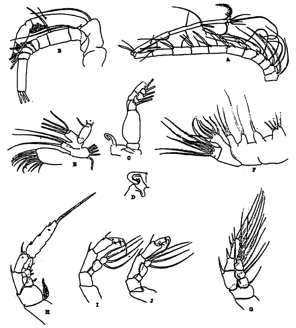 Species Heteroptilus sp. - Plate 1 of morphological figures