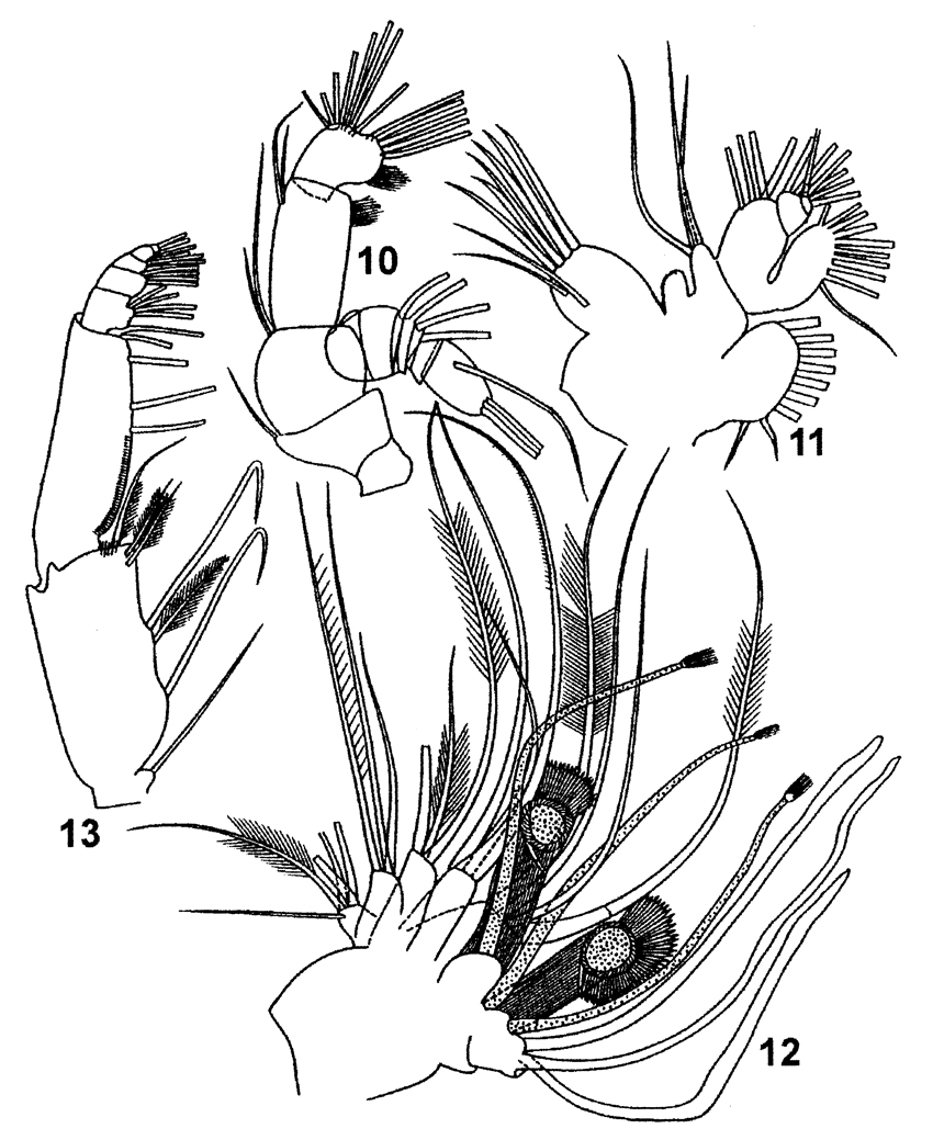 Species Heteramalla sarsi - Plate 4 of morphological figures