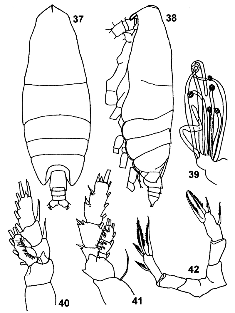 Espèce Landrumius gigas - Planche 7 de figures morphologiques