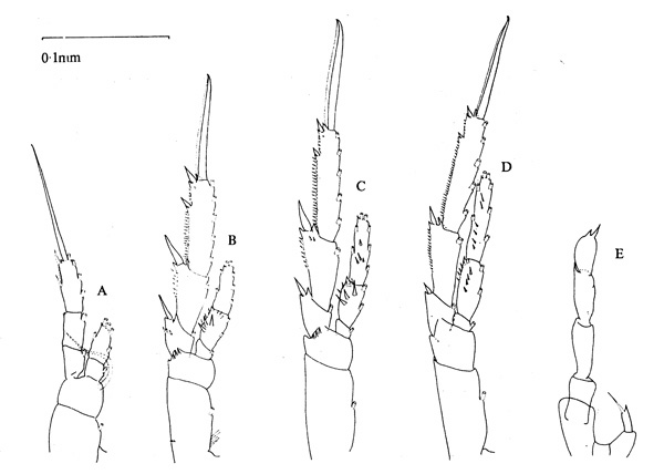 Espèce Paracalanus indicus - Planche 7 de figures morphologiques