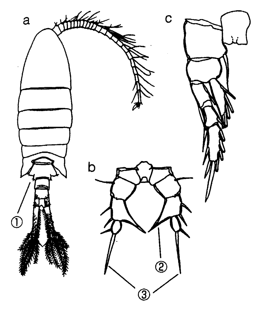 Species Eurytemora affinis - Plate 7 of morphological figures