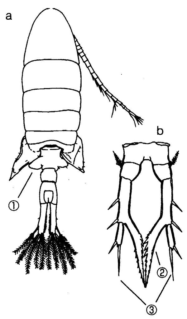 Species Eurytemora herdmani - Plate 4 of morphological figures
