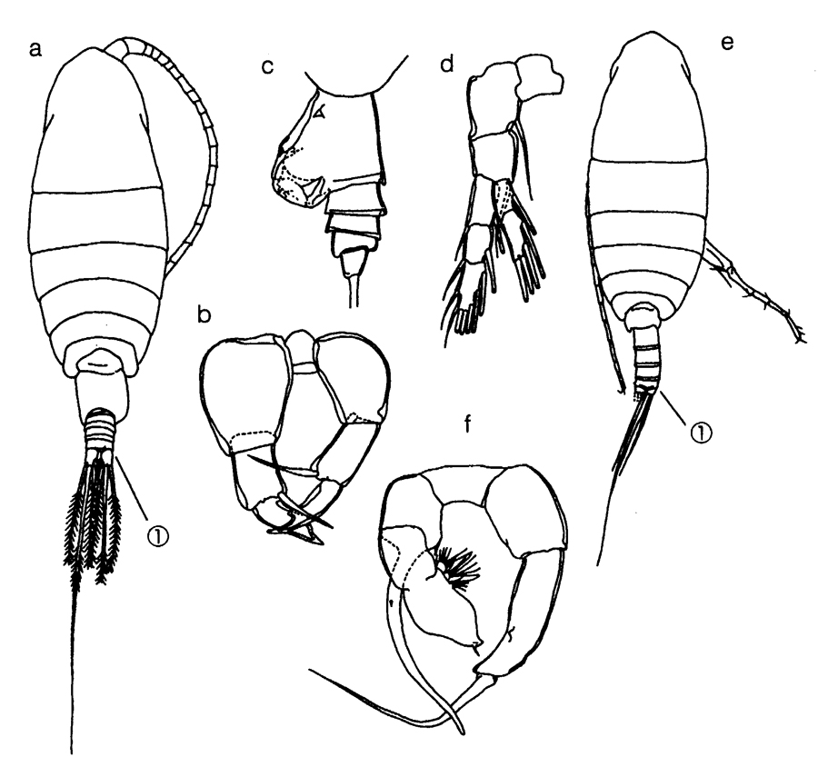 Species Temoropia mayumbaensis - Plate 8 of morphological figures