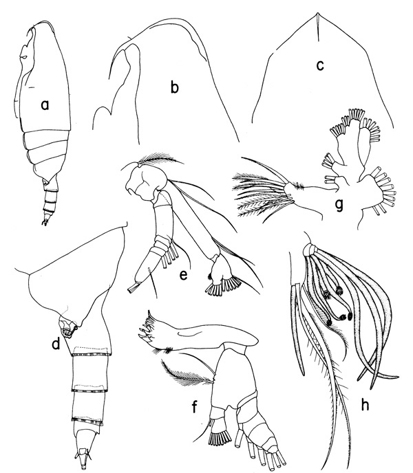 Espèce Scaphocalanus magnus - Planche 1 de figures morphologiques