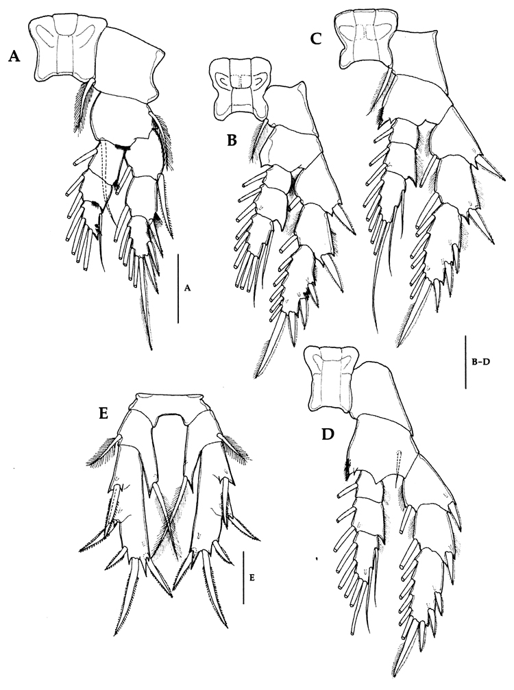 Espce Paramisophria itoi - Planche 10 de figures morphologiques