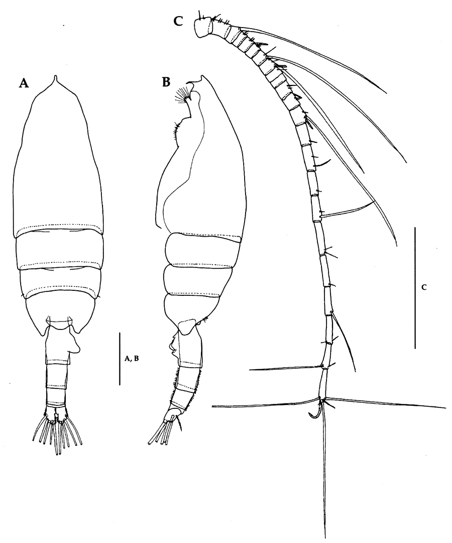 Species Euchaeta concinna - Plate 29 of morphological figures