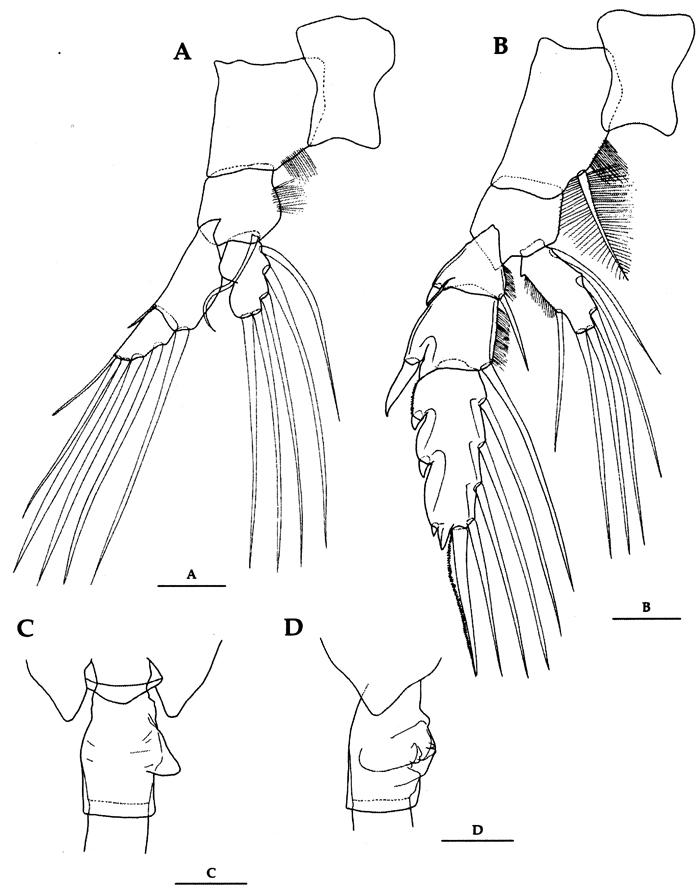 Species Euchaeta concinna - Plate 30 of morphological figures