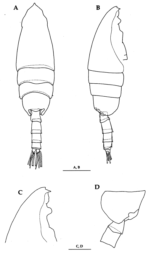 Espce Euchaeta concinna - Planche 31 de figures morphologiques