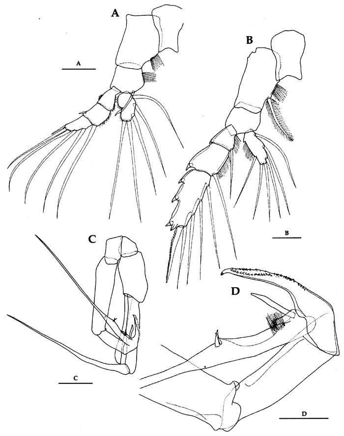 Espce Euchaeta concinna - Planche 32 de figures morphologiques