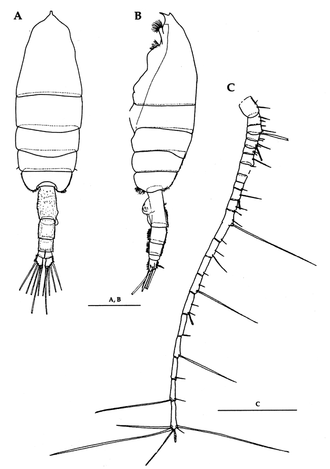 Species Euchaeta indica - Plate 16 of morphological figures