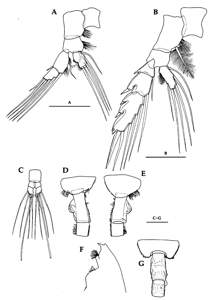 Espce Euchaeta indica - Planche 17 de figures morphologiques
