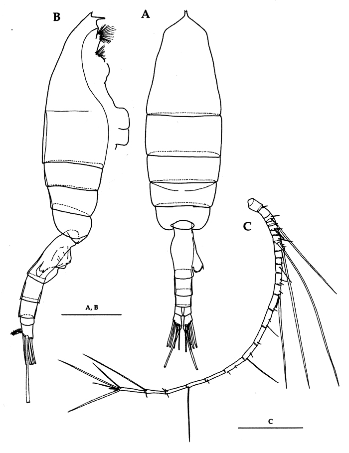Species Euchaeta longicornis - Plate 15 of morphological figures