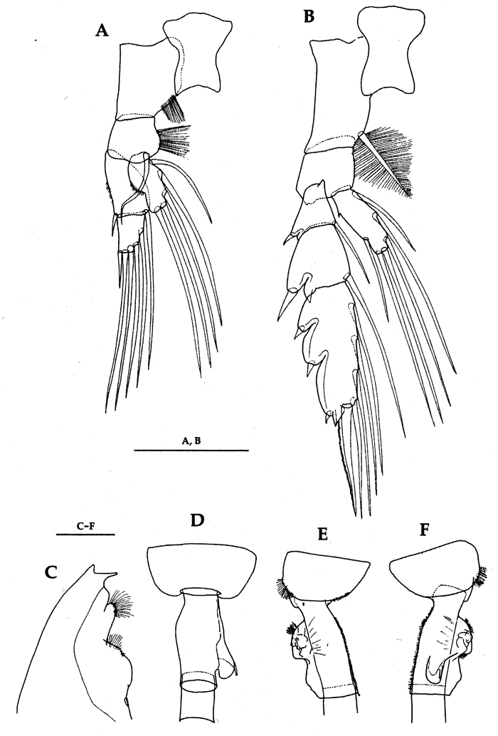 Species Euchaeta longicornis - Plate 16 of morphological figures