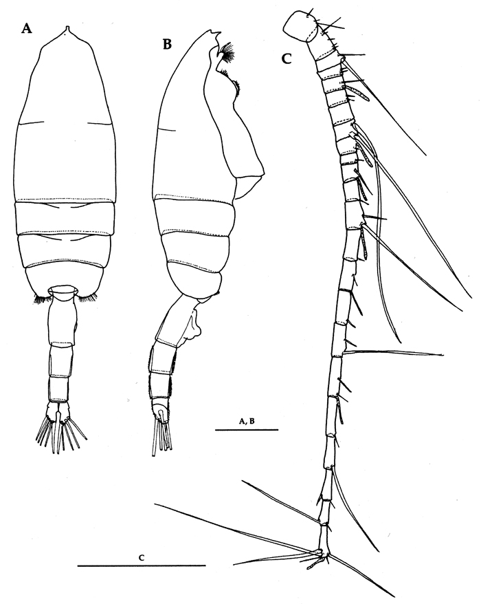 Espce Euchaeta plana - Planche 13 de figures morphologiques