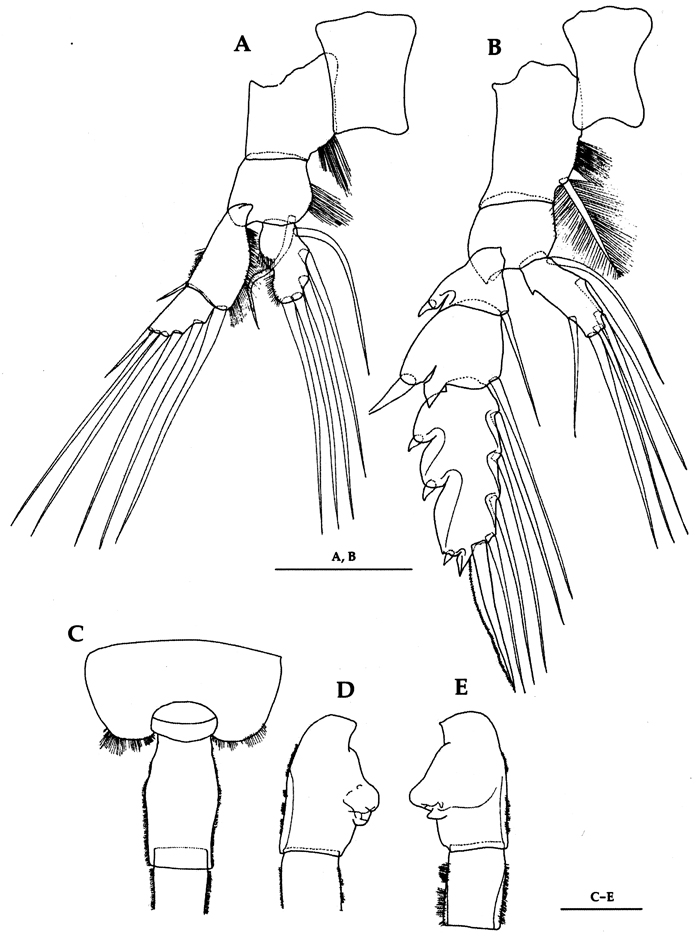 Species Euchaeta plana - Plate 14 of morphological figures