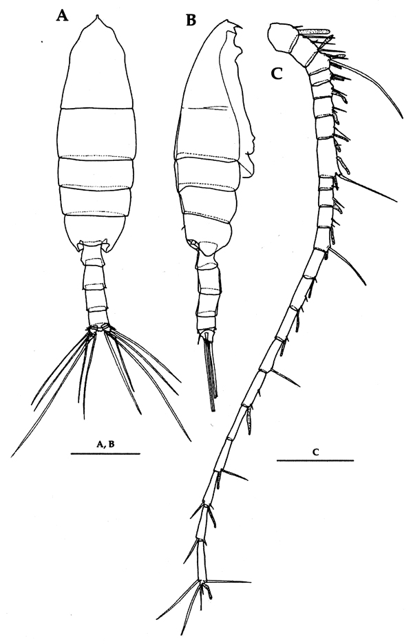 Espèce Euchaeta plana - Planche 15 de figures morphologiques