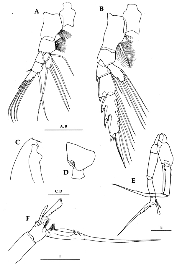 Espèce Euchaeta plana - Planche 16 de figures morphologiques