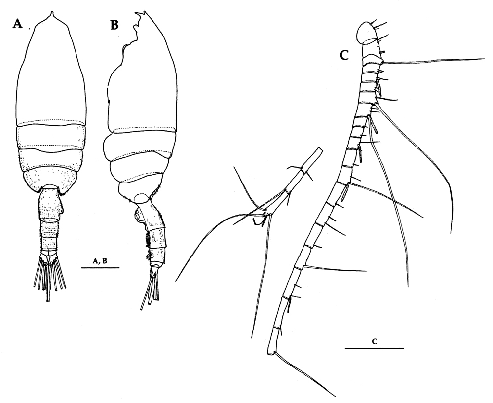 Espce Euchaeta rimana - Planche 23 de figures morphologiques