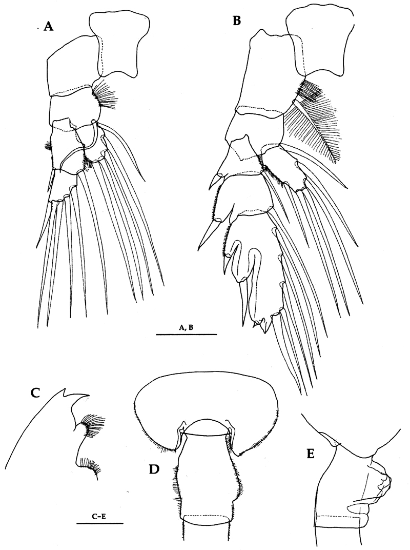 Espce Euchaeta rimana - Planche 24 de figures morphologiques