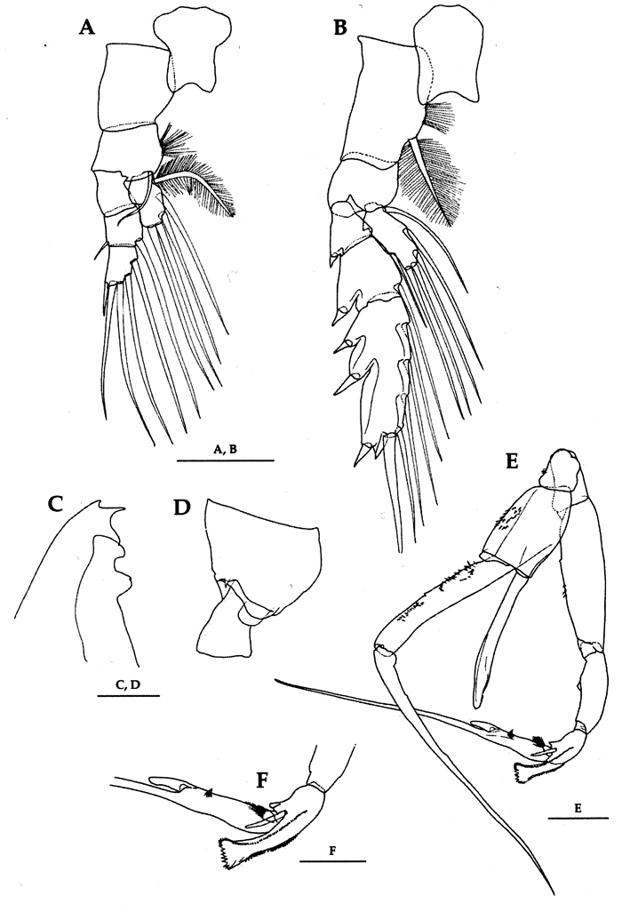 Espce Euchaeta rimana - Planche 26 de figures morphologiques