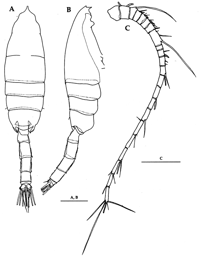 Espce Euchaeta rimana - Planche 25 de figures morphologiques