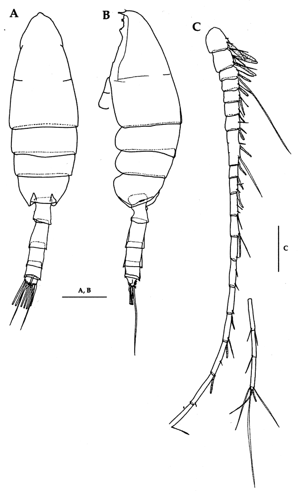 Espce Paraeuchaeta elongata - Planche 19 de figures morphologiques
