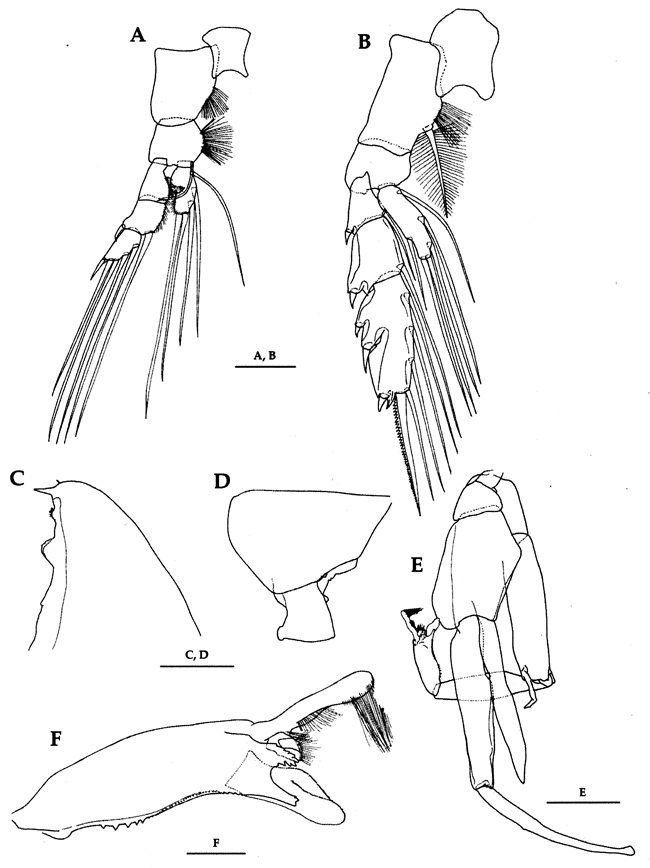 Espce Paraeuchaeta elongata - Planche 20 de figures morphologiques
