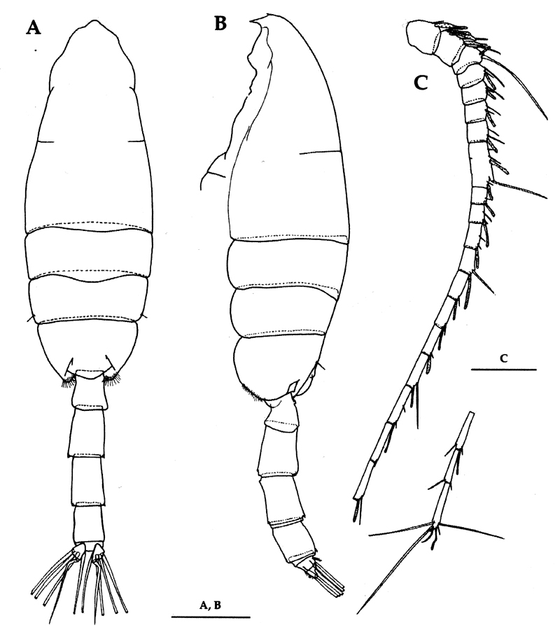 Species Paraeuchaeta russelli - Plate 11 of morphological figures