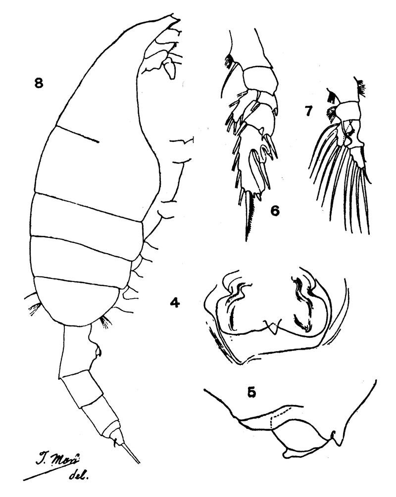 Species Paraeuchaeta russelli - Plate 13 of morphological figures