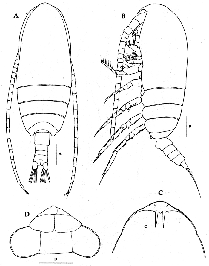 Espce Acrocalanus gracilis - Planche 14 de figures morphologiques