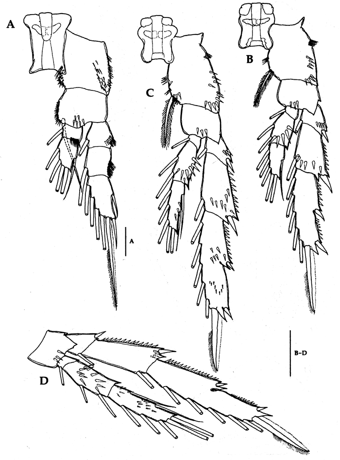 Espce Acrocalanus gracilis - Planche 15 de figures morphologiques