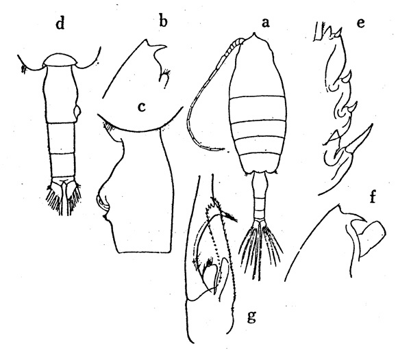 Espèce Euchaeta plana - Planche 4 de figures morphologiques