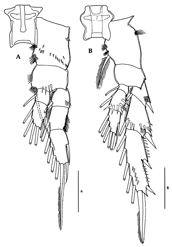 Espèce Acrocalanus longicornis - Planche 22 de figures morphologiques