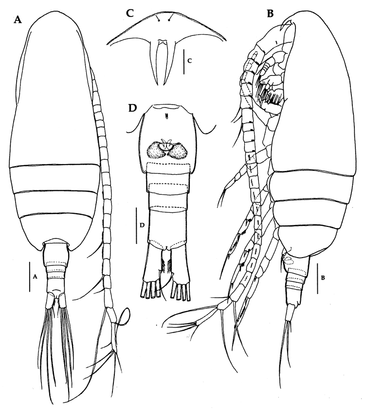 Espce Paracalanus gracilis - Planche 5 de figures morphologiques