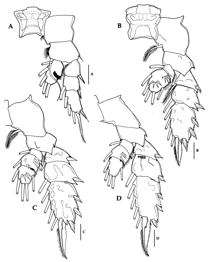 Espce Phaenna spinifera - Planche 40 de figures morphologiques