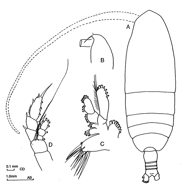 Espce Haloptilus fons - Planche 1 de figures morphologiques