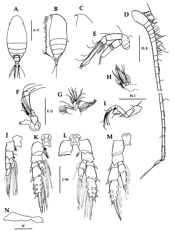 Espce Scolecithrix bradyi - Planche 22 de figures morphologiques