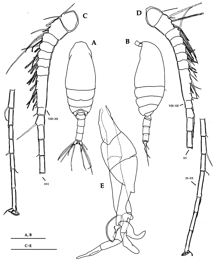 Species Scolecithrix bradyi - Plate 23 of morphological figures