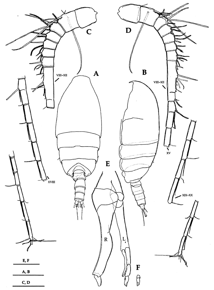 Espèce Scolecithrix danae - Planche 33 de figures morphologiques