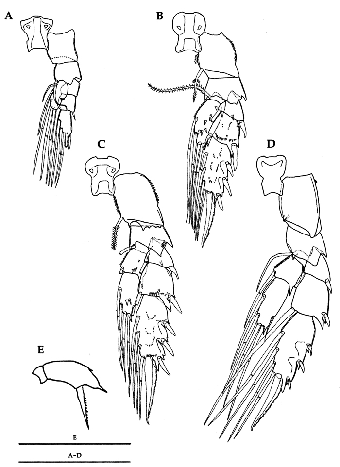 Species Scolecithricella longispinosa - Plate 4 of morphological figures