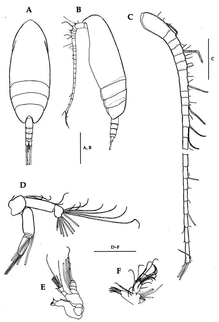 Espèce Scolecithricella minor - Planche 26 de figures morphologiques