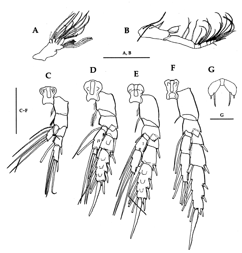 Espèce Scolecithricella minor - Planche 27 de figures morphologiques