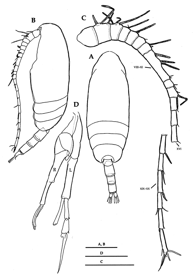 Espce Scolecithricella minor - Planche 28 de figures morphologiques