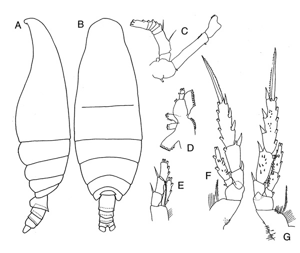 Species Spinocalanus angusticeps - Plate 5 of morphological figures