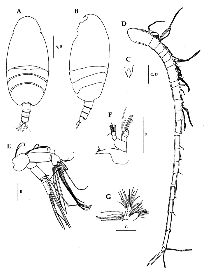 Species Scolecithricella nicobarica - Plate 4 of morphological figures