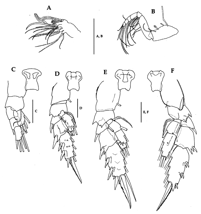 Espce Scolecithricella nicobarica - Planche 5 de figures morphologiques